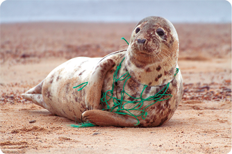 Fotografia de uma foca-cinzenta, animal com corpo longo e roliço, membros em formato de nadadeira, com uma rede de pesca presa no pescoço, deitada na areia.