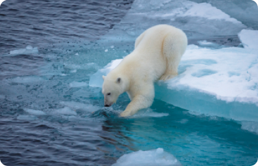 Fotografia de um urso polar, animal quadrúpede, com pelagem volumosa e branca, com as patas traseiras sobre um bloco de gelo e as patas dianteiras, entrando na água do mar.