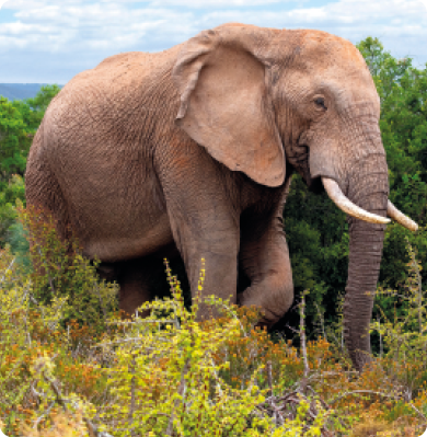 Fotografia. Um elefante em meio a um ambiente repleto de arbustos, galhos e árvores. Ele tem quatro pernas, um corpo arredondado e largo, com uma cabeça e orelhas grandes. Na parte frontal da cabeça, há uma tromba longa e cilíndrica. Ao lado da tromba, encontram-se duas presas alongadas e curvadas.