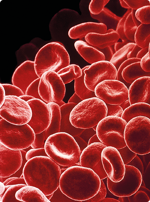 Fotografia. Várias hemácias aglomeradas sobre um fundo escuro. Elas são vermelhas, redondas e achatadas com as superfícies côncavas.