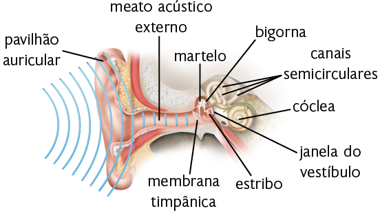 Ilustração em recorte de uma orelha e do sistema auditivo. Há ondas em formato de linhas curvas em direção à parte externa da orelha, indicada como pavilhão auricular. As ondas continuam por dentro de uma estrutura tubular, o meato acústico externo, e chegam até uma estrutura redonda, a membrana timpânica. Depois dela há três pequenos ossos conectados, martelo, bigorna e estribo. Atrás dos ossos há uma membrana, a janela do vestíbulo. Em seguida, uma estrutura formada por pequenos tubos, os canais semicirculares, e depois, uma estrutura em formato de espiral, a cóclea.