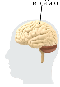 Ilustração da silhueta de uma cabeça com destaque para o encéfalo, com formato arredondado e superfície irregular. Abaixo dele há uma estrutura menor com formato de semicírculo e um pequeno tubo na vertical.