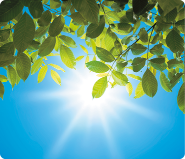 Fotografia. Várias folhas verdes estão presas a pequenos galhos, com o sol ao fundo e um céu azul.