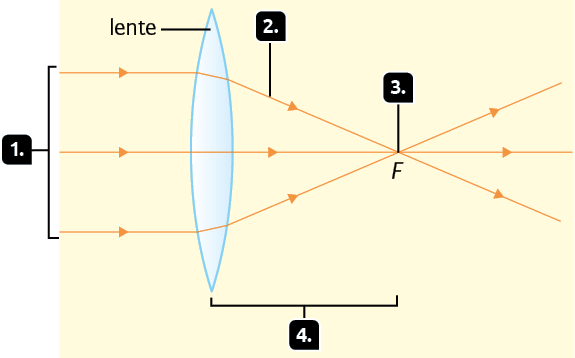 Ilustração. Marcados pelos números 1, três raios incidentes paralelos, indo da esquerda para direita, são representados por linhas horizontais com setas apontando em direção a uma lente biconvexa, na vertical. Após atravessar a lente, os dois raios das extremidades sofrem desvios. Indicado pelo número 2, o raio que passa pela extremidade da lente é desviado, representado por uma linha com uma seta que converge para o ponto F. Esse ponto é indicado pelo número 3, onde os três raios se cruzam, os dois raios das extremidades, que foram desviados, e o raio do meio, que continua em linha reta. Após o encontro, os raios continuam sua trajetória, se afastando. Marcada com o número 4, a distância entre a lente e o ponto F.