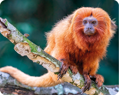 Fotografia de um macaco sobre um galho, com pelos longos e alaranjados, cauda longa e face escura.