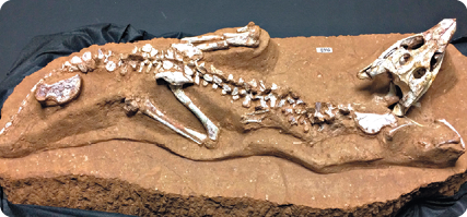 Fotografia de um esqueleto de crocodilo sobre uma rocha, com um crânio comprido e corpo e cauda alongados.