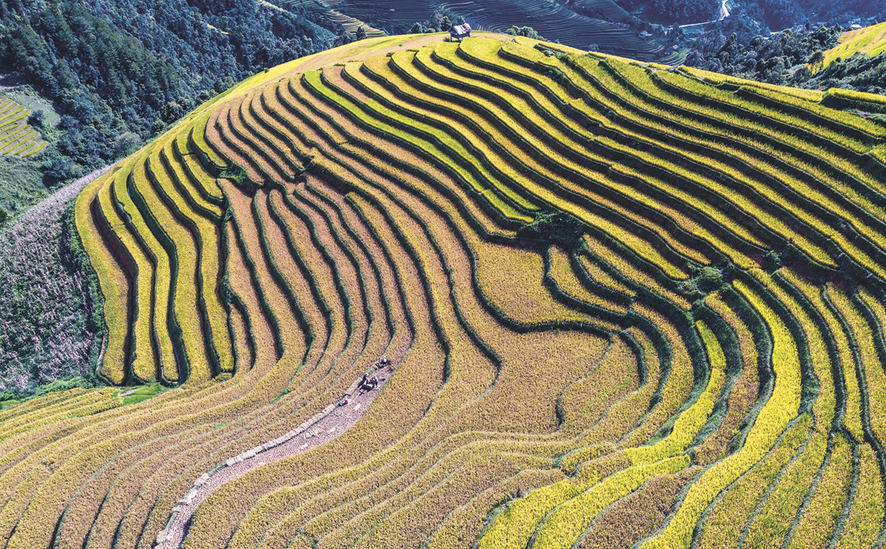 Fotografia. Vista do alto. Plantação de arroz na extensão de um morro, formando degraus.