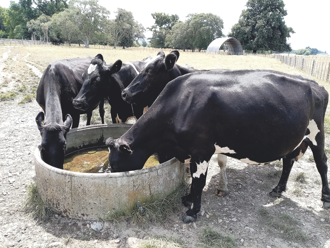Fotografia. Gado bovino bebendo água, reunido ao redor de uma bebedouro circular. Ao fundo, pasto e árvores.