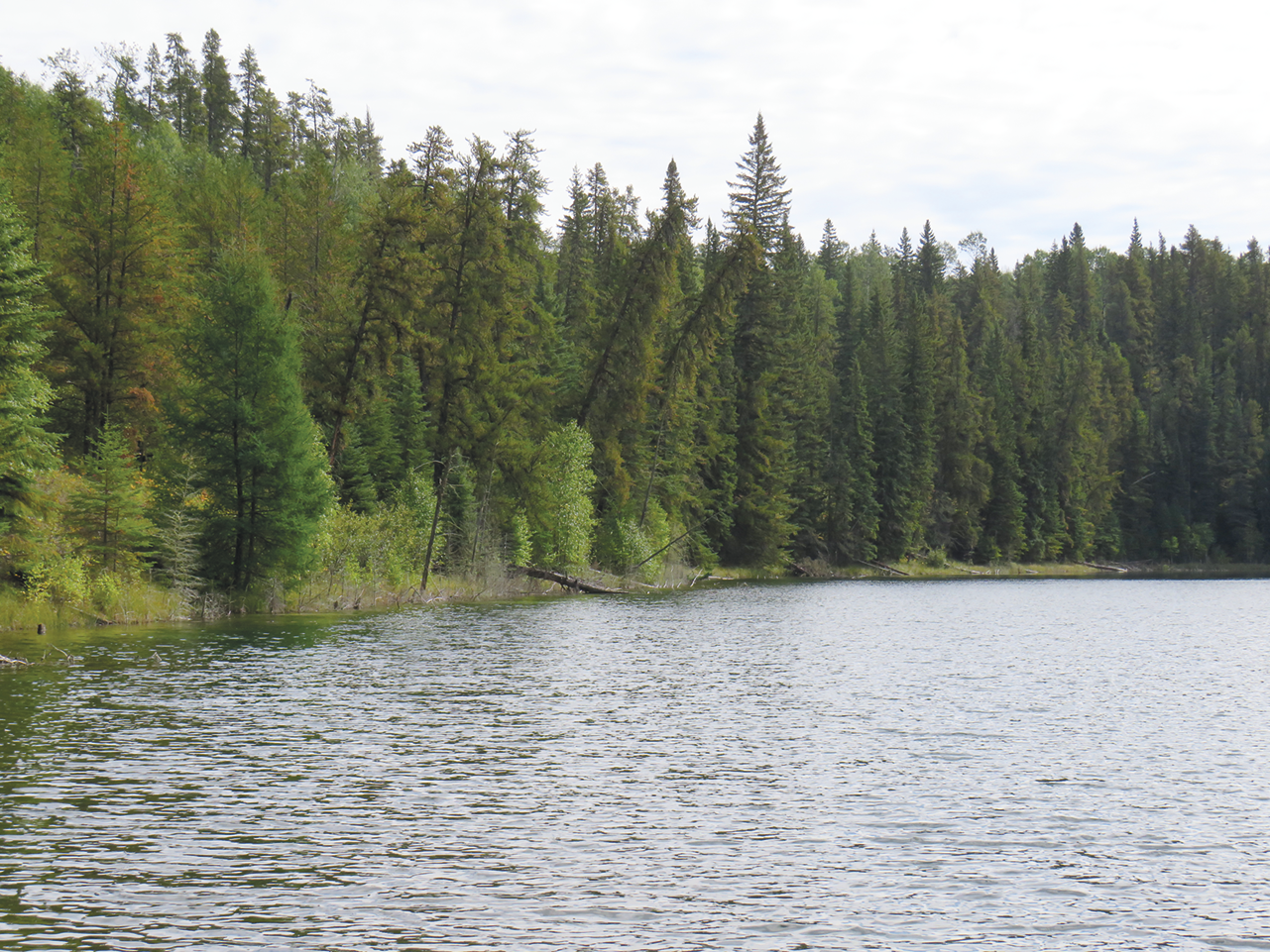 Fotografia. Um imenso lago com pinheiros nas margens.