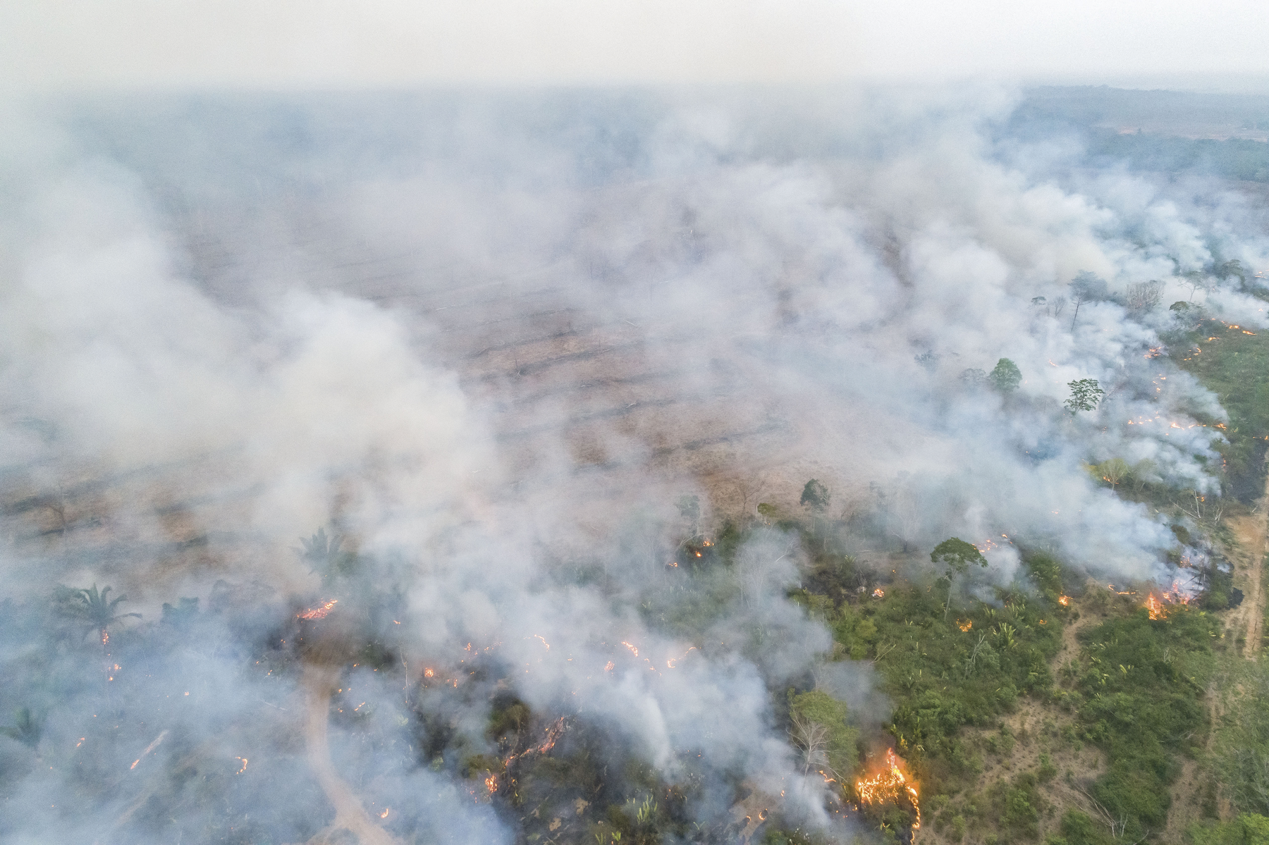 Fotografia. Vista aérea. Uma floresta em chamas. Há fumaça saindo das árvores e das labaredas.