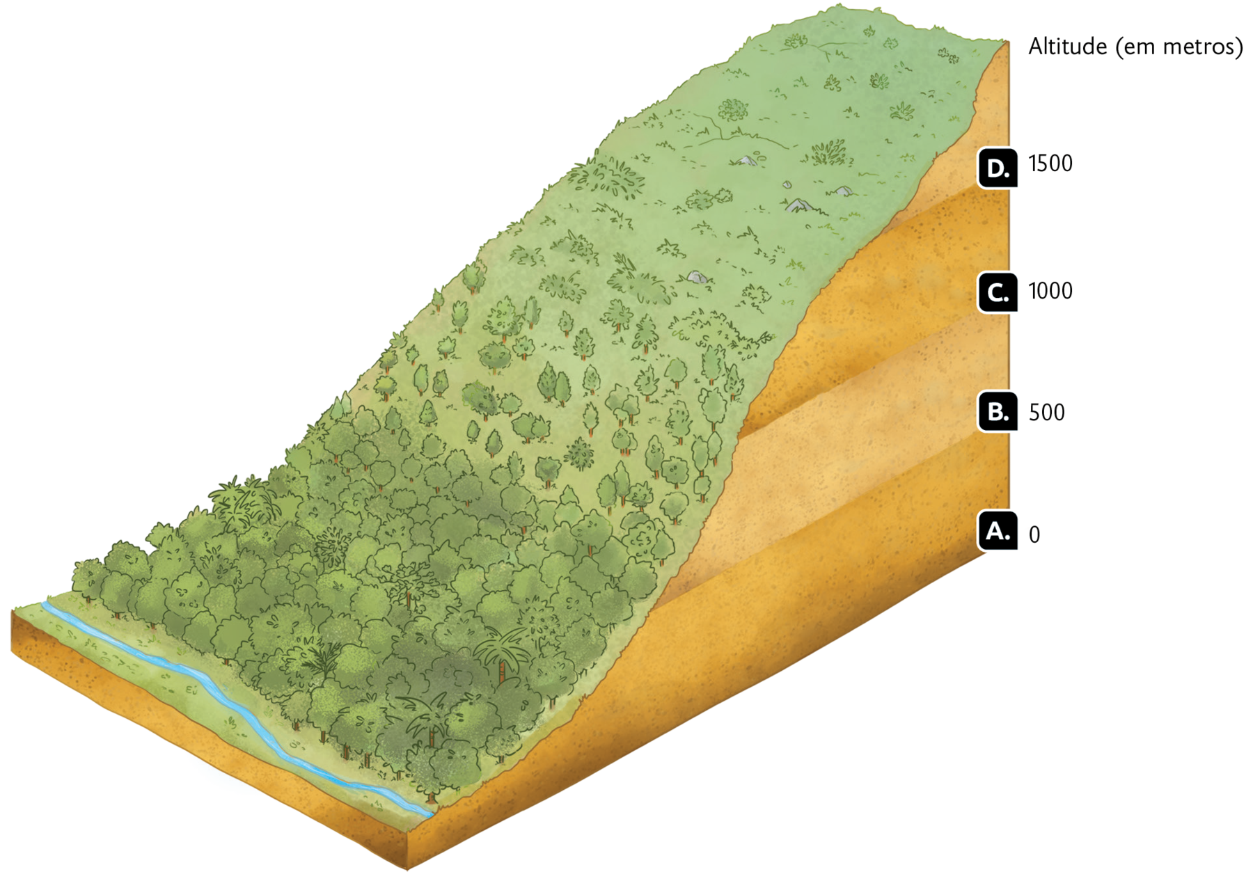 Esquema. Parte de uma montanha coberta por vegetação, com a indicação de Altitude (em metros). Do chão até o ponto mais alto estão os níveis assinalados com letras: A. 0; B. 500; C. 1000; D. 1500.