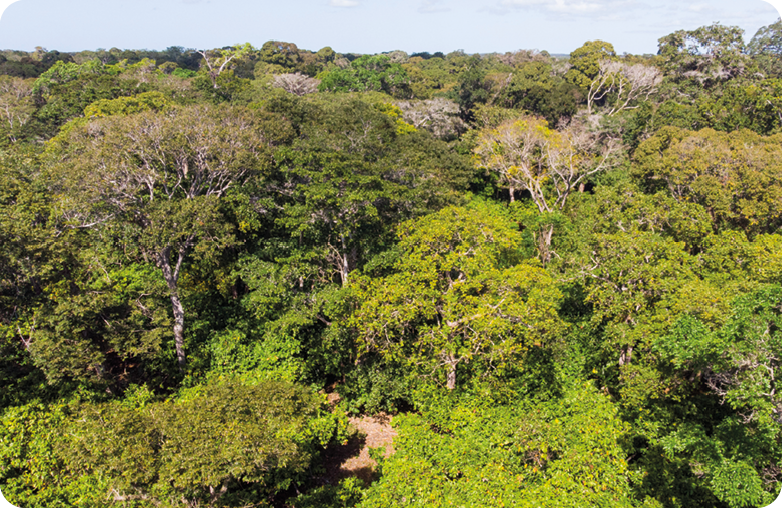 Fotografia. Vista de cima. Uma floresta densa.