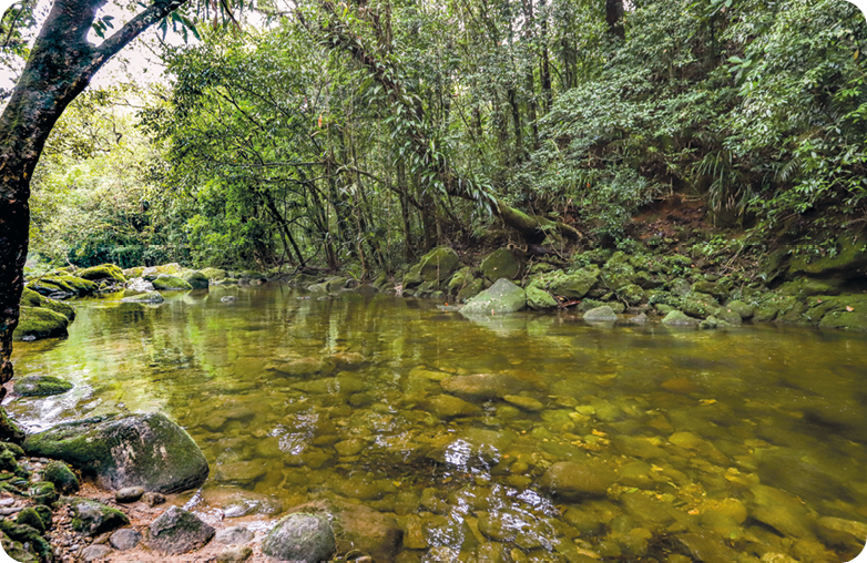 Fotografia. Um riacho com rochas e muitas árvores nas margens.