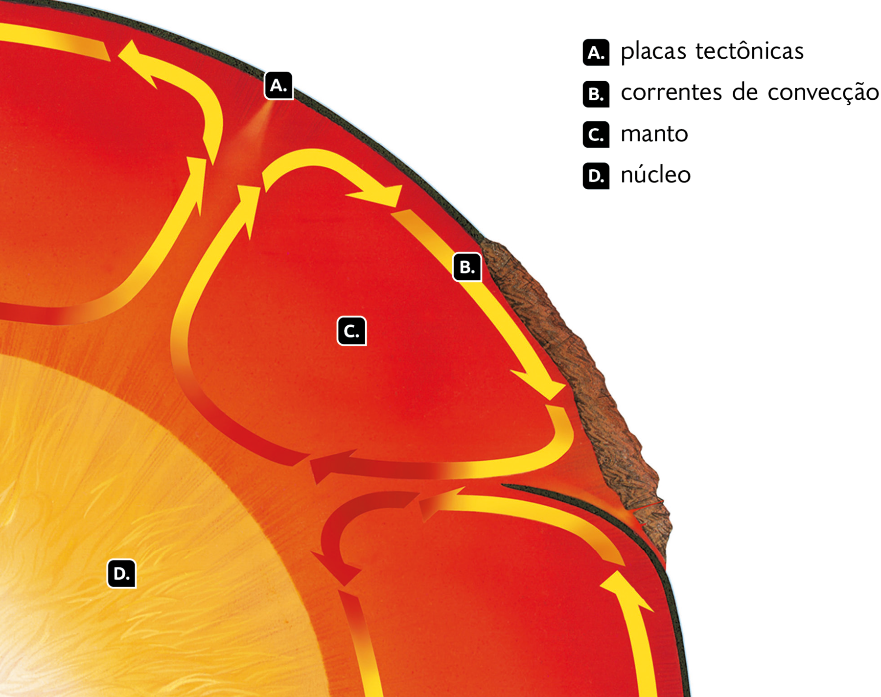 Esquema. As correntes de convecção. Ao centro, o núcleo, indicado pela letra D, acima, uma camada vermelha indicada como manto, letra C, onde há setas indicando: correntes de convecção, formando ciclos, letra B. Acima, camada na superfície indicada como: placas tectônicas, letra A.