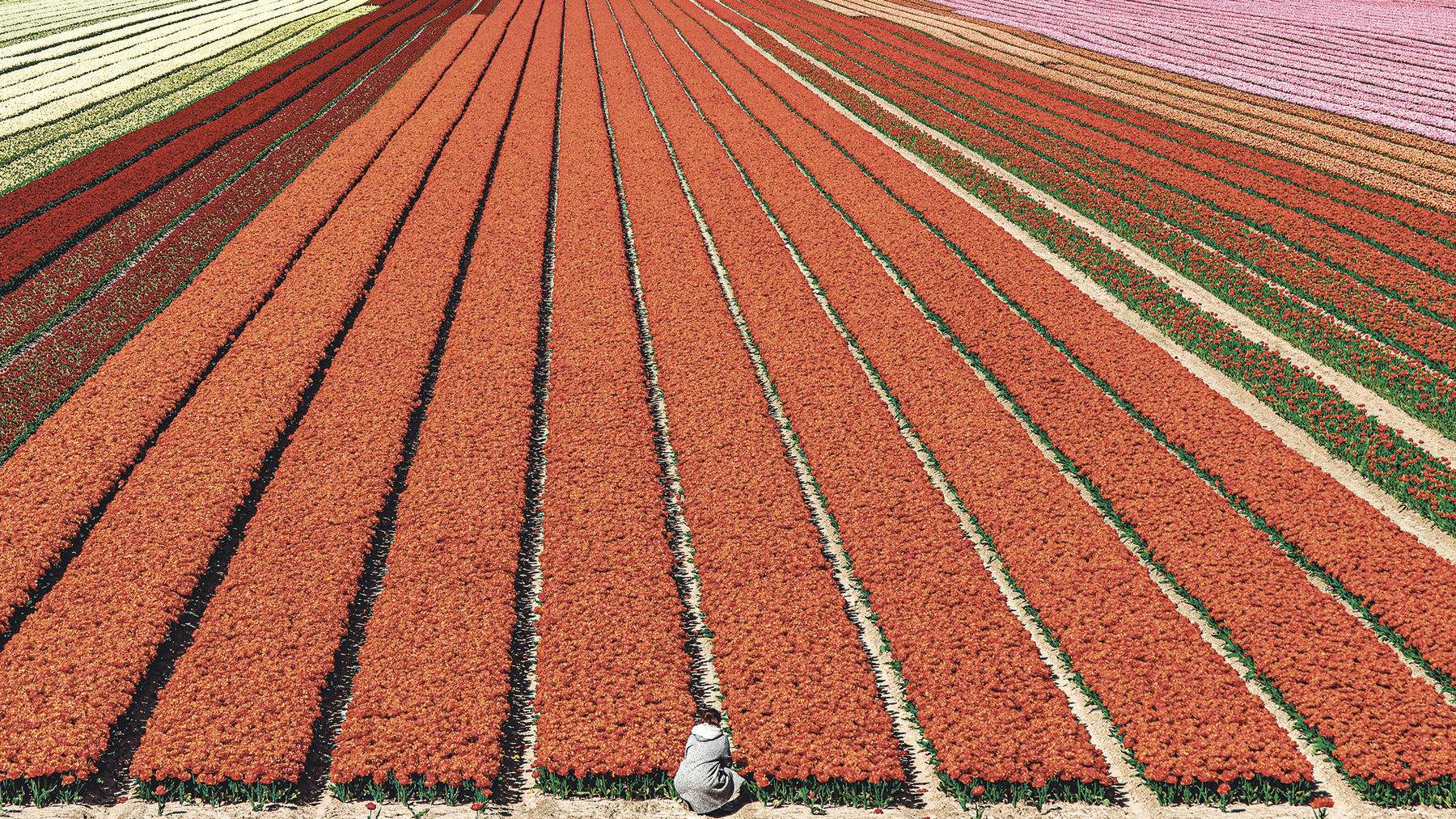 Fotografia. Vista de cima. Vasta plantação de flores em fileiras. No final delas há uma pessoa abaixada.