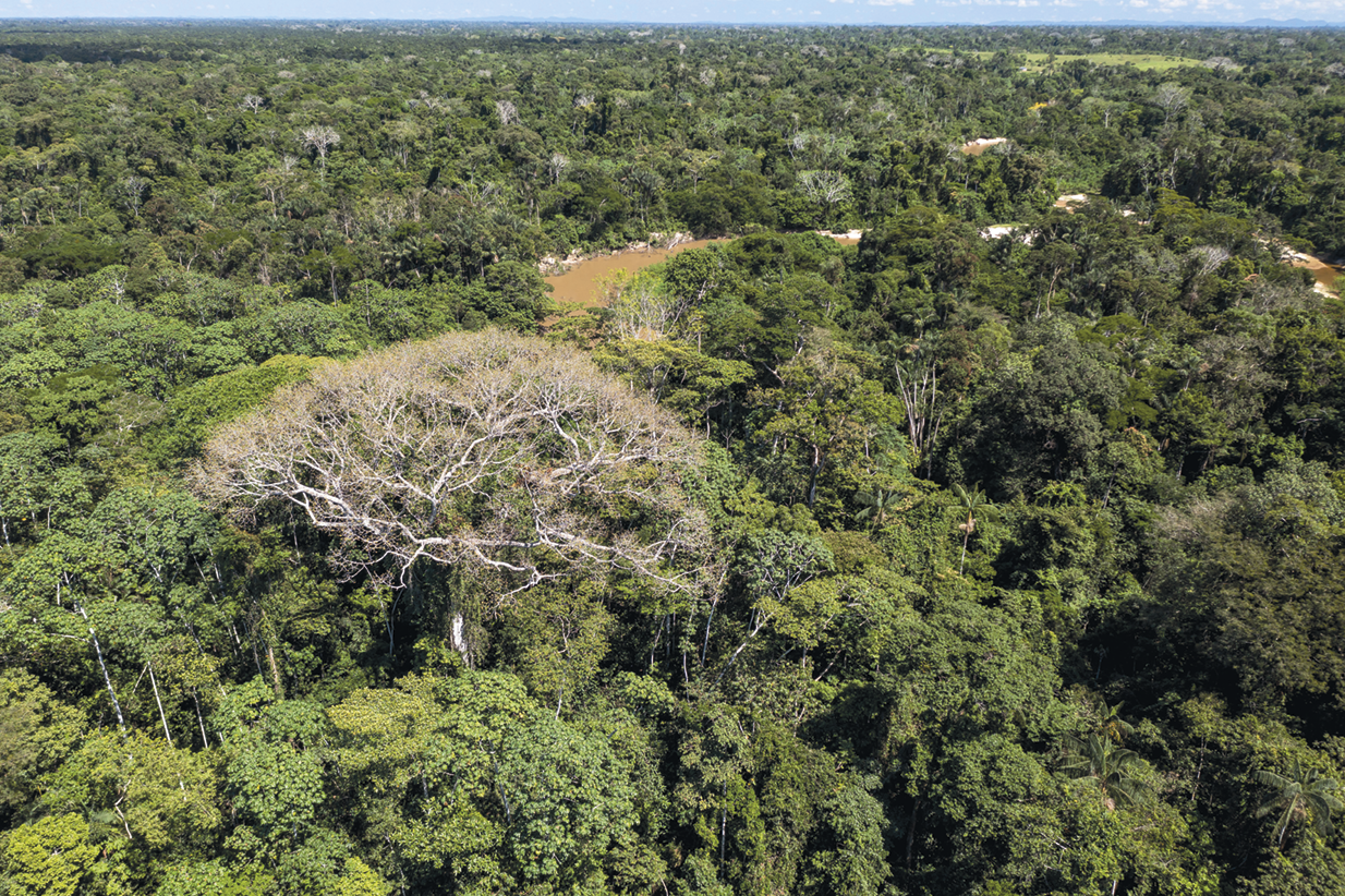 Fotografia. Vista de cima. Uma floresta densa.