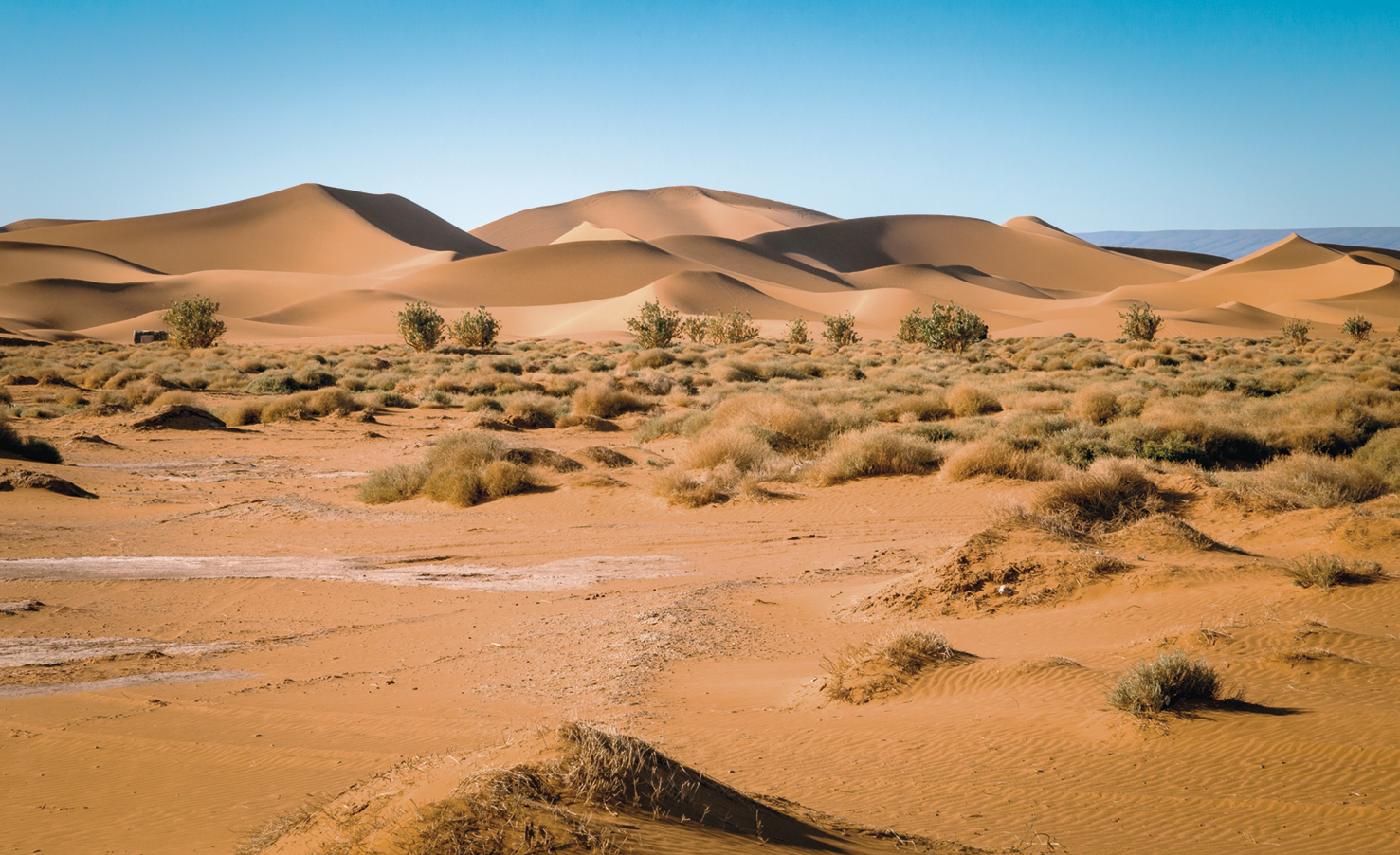 Fotografia. Um deserto com muitas dunas de areia e arbustos secos. O céu está azul.