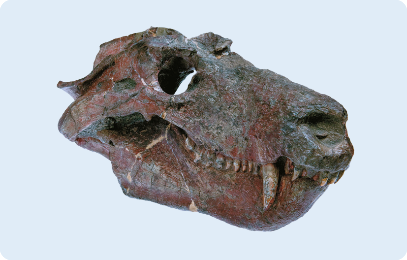 Fotografia. Fóssil da cabeça de um animal com focinho comprido e presas.