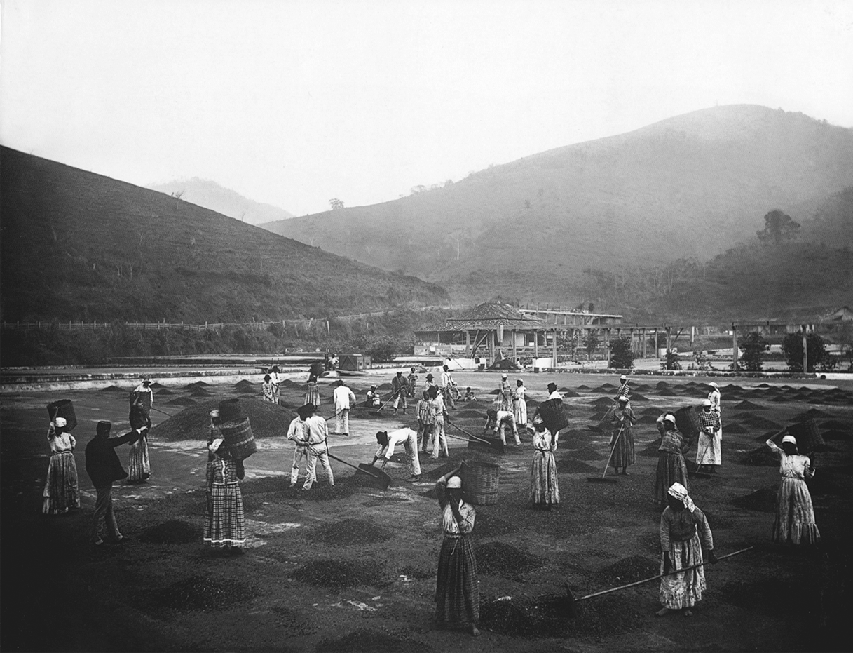 Fotografia em preto e branco. Algumas pessoas em uma área plana, espalhando grãos pelo chão com rodos. Ao fundo há morros cobertos por vegetação.