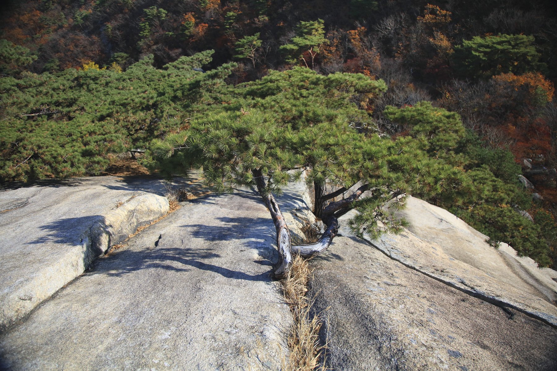 Fotografia. Uma árvore em uma fenda de grande rocha. Ao fundo há mais árvores.