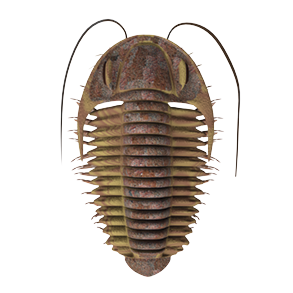 Fotografia. Trilobita, de corpo arredondado com antenas em frente e filamentos na parte inferior.