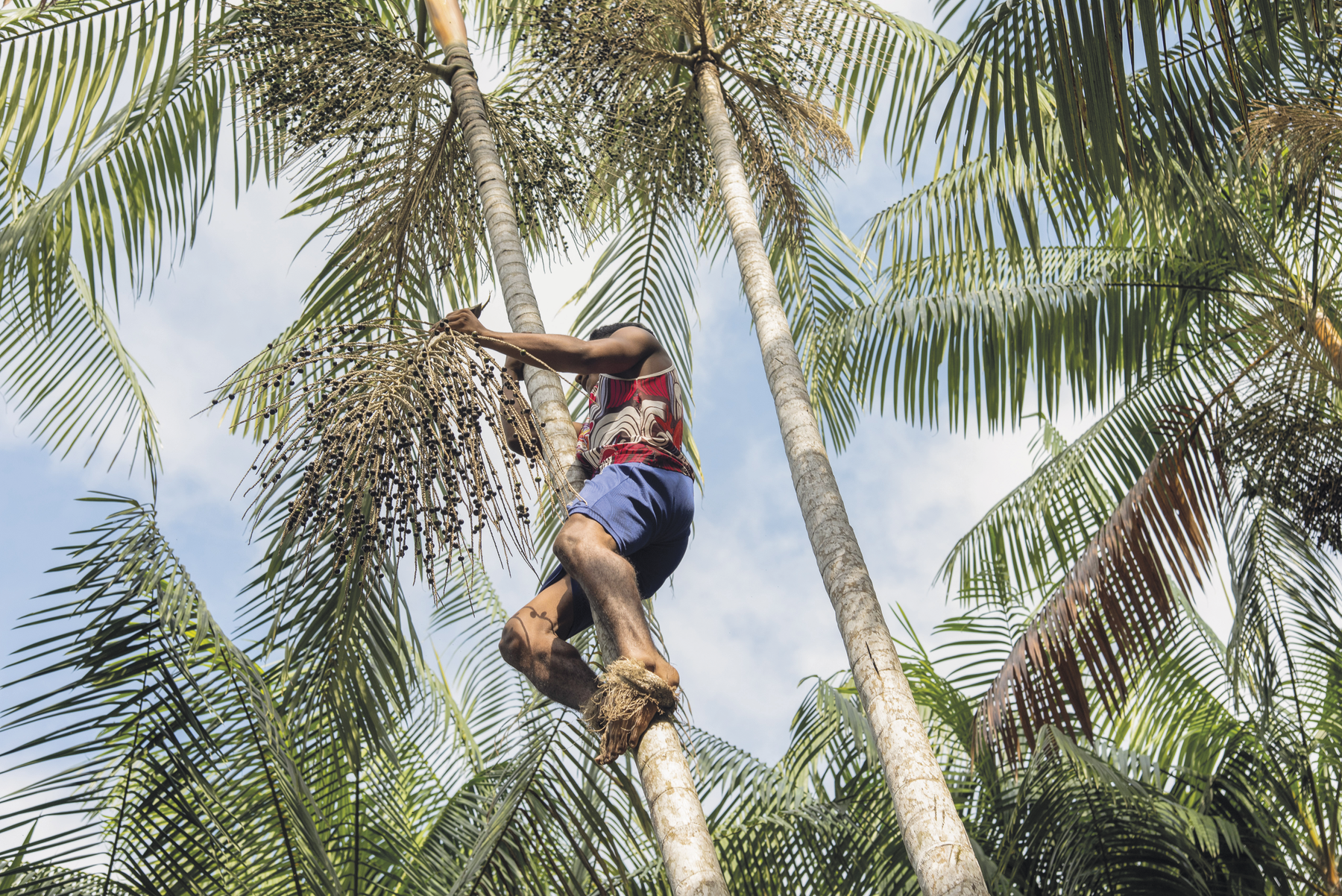 Fotografia. Um homem escalando uma palmeira-açaí. Há palha amarrada em seus pés e ele segura um galho com açaís.
