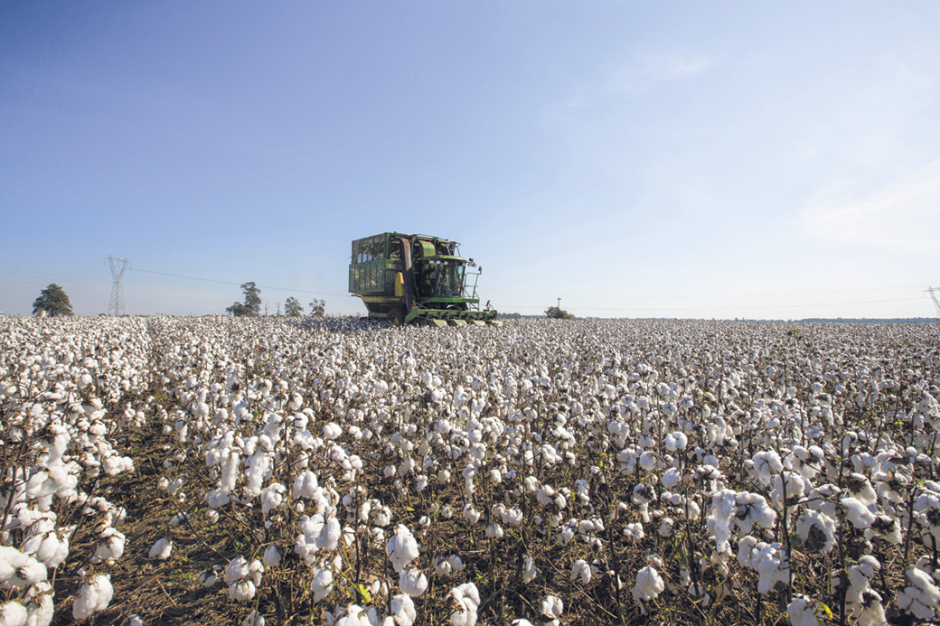 Fotografia. Uma colheitadeira em meio a uma vasta plantação de algodão.