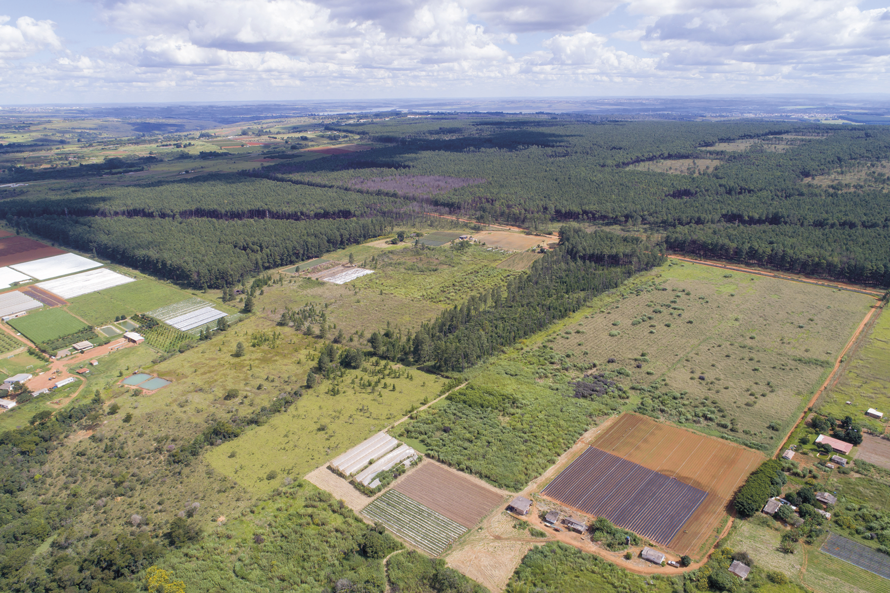 Fotografia. Vista aérea. Área cobertas por vegetação rasteira com algumas árvores. Ao fundo, floresta de eucaliptos.