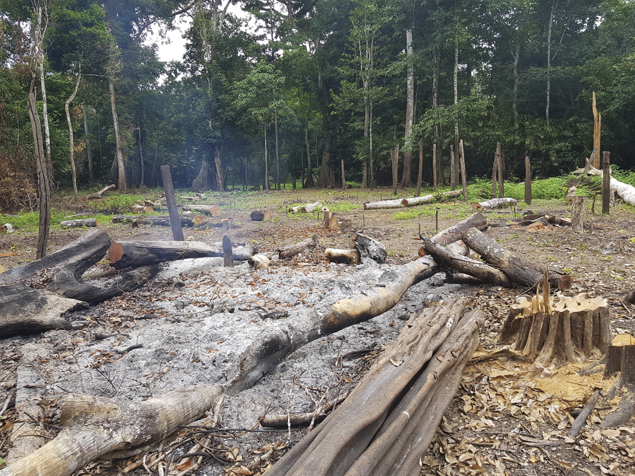 Fotografia. Resto de uma fogueira com toras de madeira. Ao redor há tocos de árvores cortadas e ao fundo, floresta.