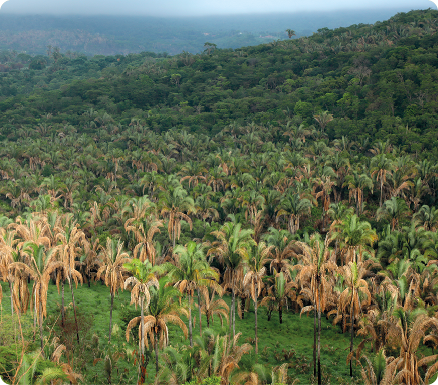 Fotografia. Vista de cima. Diversas palmeiras. Ao fundo, terreno elevado coberto por vegetação.