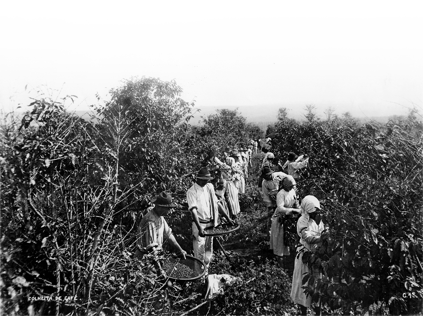 Fotografia em preto e branco. Homens e mulheres em meio a uma plantação de café. As mulheres recolhem os grãos e depositam em peneiras que os homens seguram.