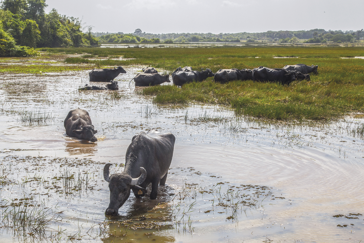 Fotografia. Búfalos caminhando em um rio com vegetação rasteira à direita.
