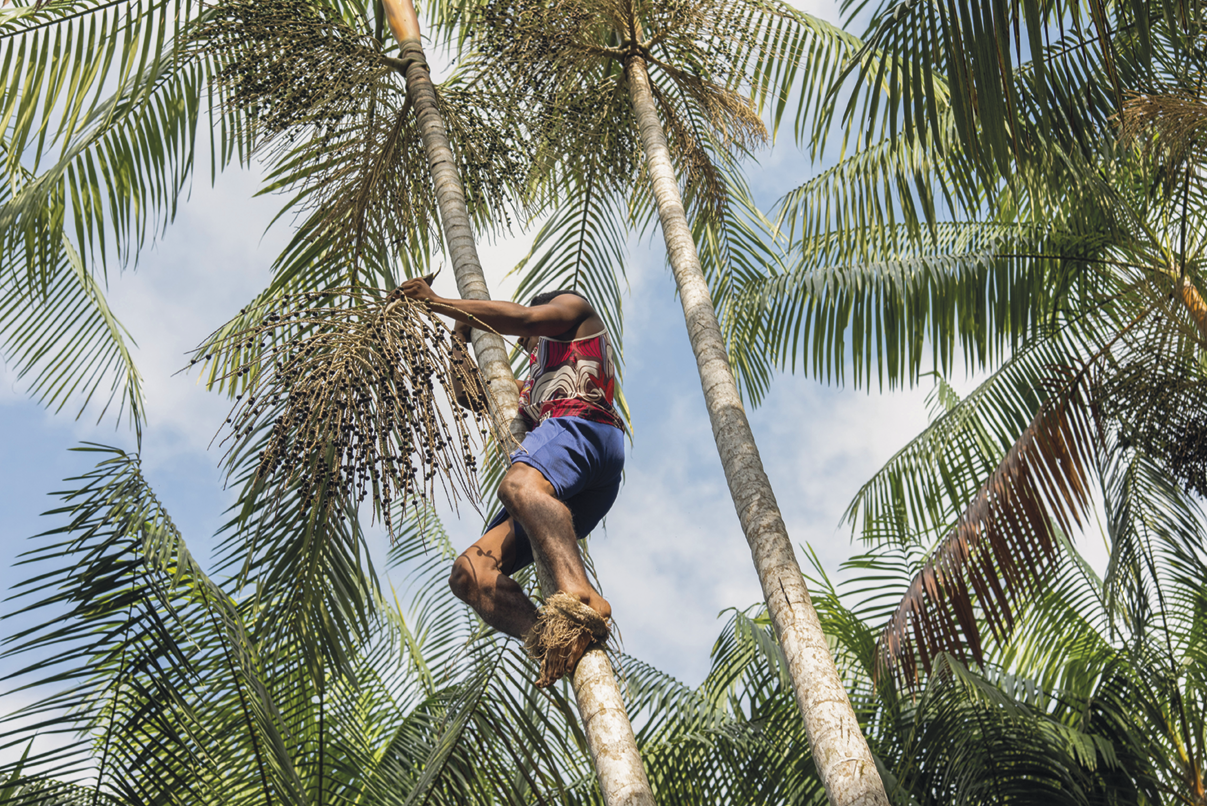 Fotografia. Um homem escalando o tronco de uma palmeira com palha amarrada em seus pés. Ele segura um galho com frutos. Ao redor há mais palmeiras.
