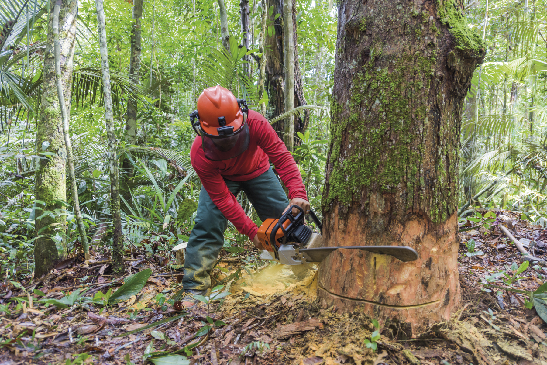 Fotografia. Um homem de capacete e fone cortando o tronco de uma árvore com uma serra elétrica. Há mais árvores ao redor.