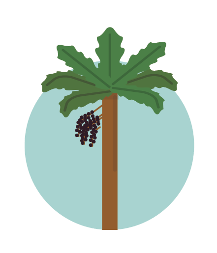 Ilustração 7. Uma palmeira com frutos.