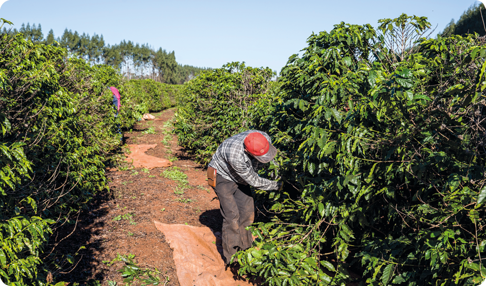 Fotografia 1. Um homem em meio a uma plantação de café.