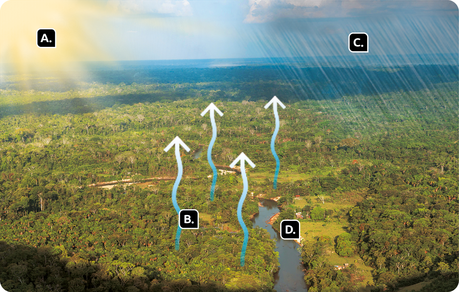 Fotomontagem e esquema. No canto superior esquerdo, o Sol, indicado pela letra A, abaixo, foto de uma floresta densa com setas para cima, letra B. No canto superior, direito, nuvens com chuva caindo, letra C, abaixo, no centro, curso de um rio, letra D.