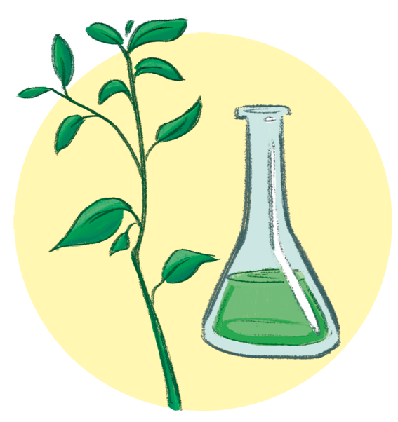 Ilustração 1. Um ramo com folhas verdes ao lado de um frasco cônico com líquido verde.