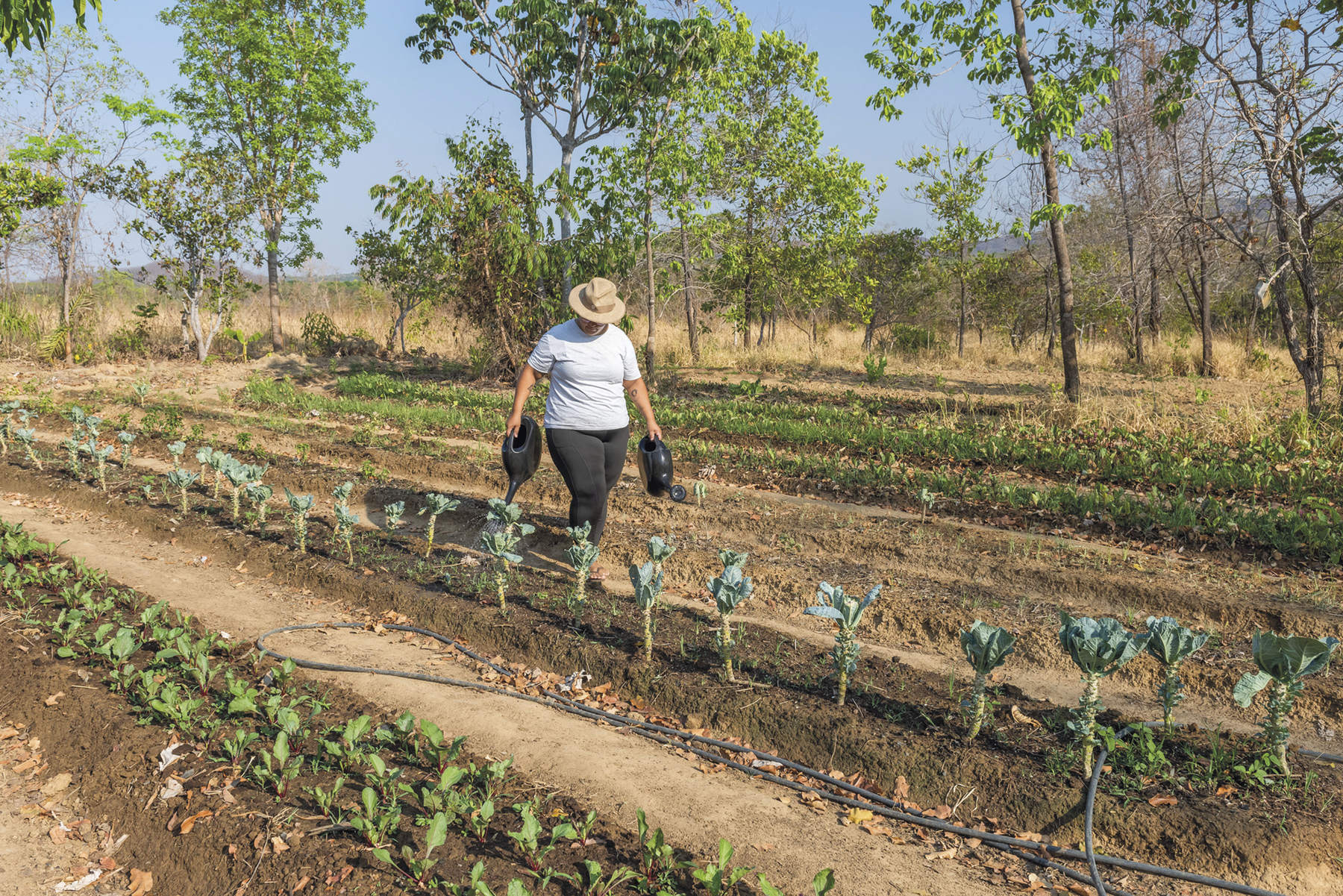 Fotografia. Uma mulher caminhando entre uma plantação. Ela carrega regadores e água as plantas. Ao fundo, árvores.