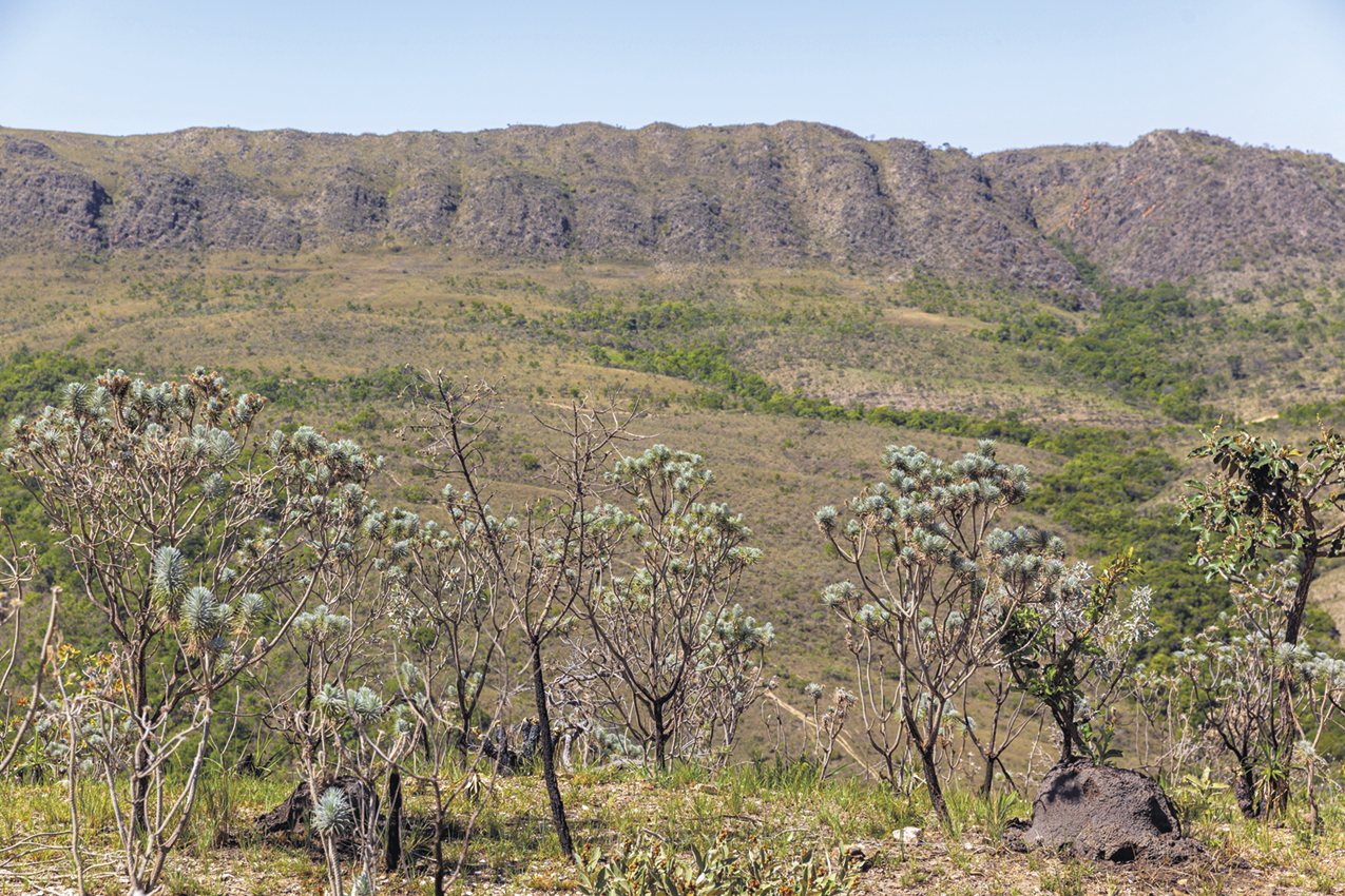 Fotografia. Árvores secas e vegetação rasteira em frente a um formação rochosa, também coberto por vegetação rasteira.