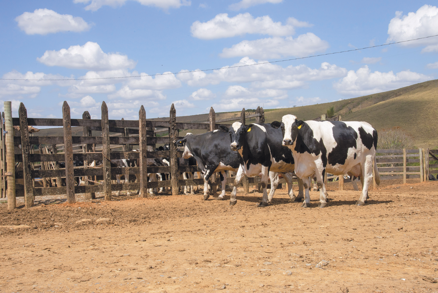Fotografia. Vacas em uma área de terra com uma cerca de madeira ao redor.
