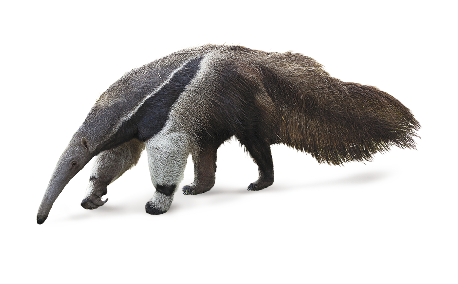 Fotografia. Um tamanduá, animal de quadrupede cinza com detalhes pretos com focinho comprido e cauda peluda.