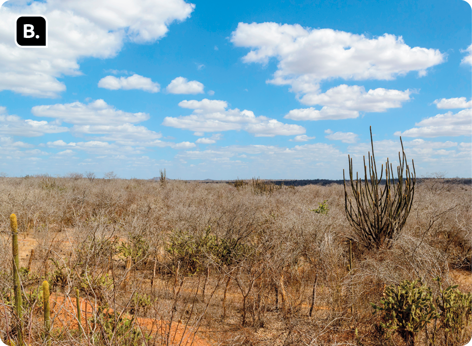 Fotografia B. Cactos e arbustos secos em solo de terra. No céu há nuvens.