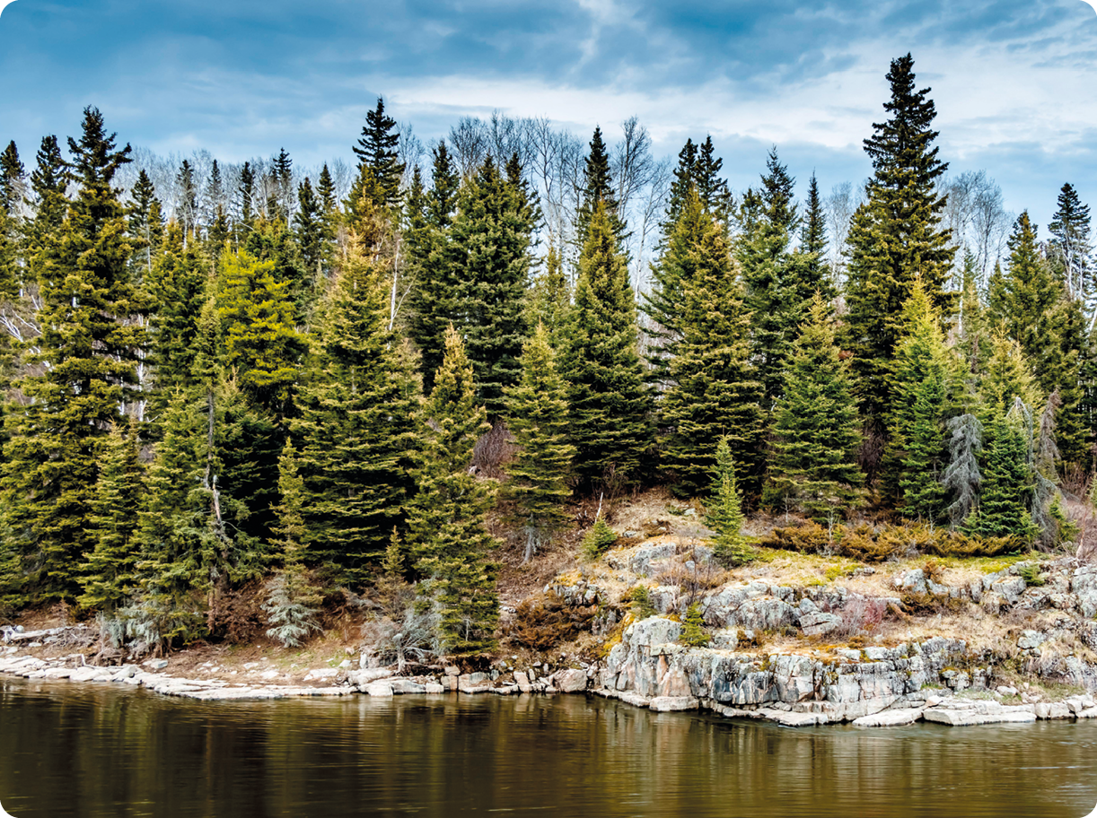 Fotografia. Margem de um rio com muitos pinheiros entre rochas.