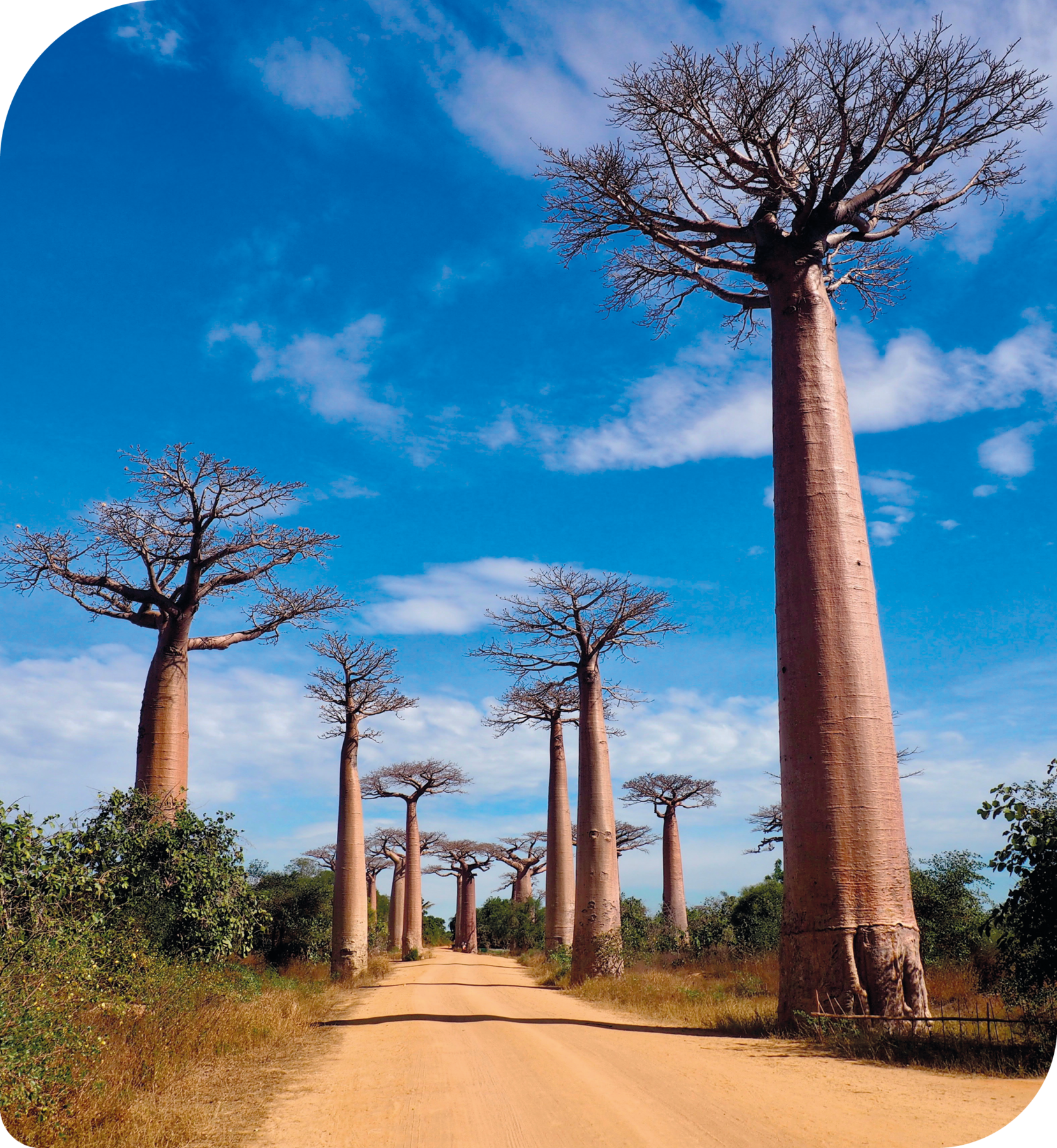 Fotografia. Estrada de terra com baobás, árvores extremamente altas, com troncos bastante largos, e no topo, galhos finos e secos voltados para cima. Ao longo da estrada há também árvores menores e repletas de folhas verdes.
