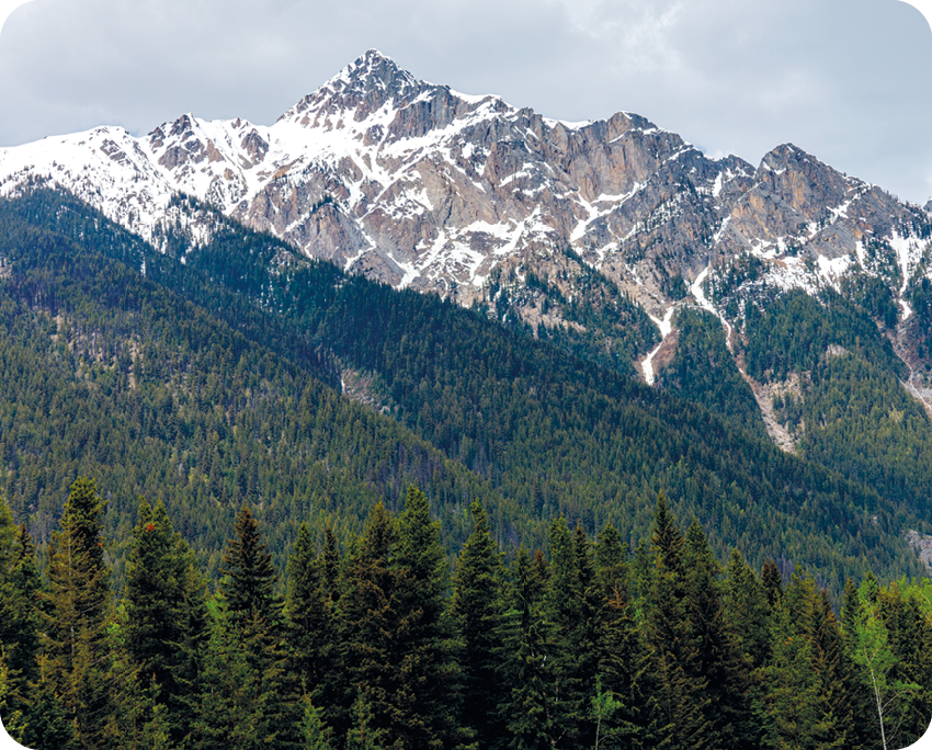 Fotografia 1. Encosta de uma montanha coberta por pinheiros. No topo, há áreas com neve.
