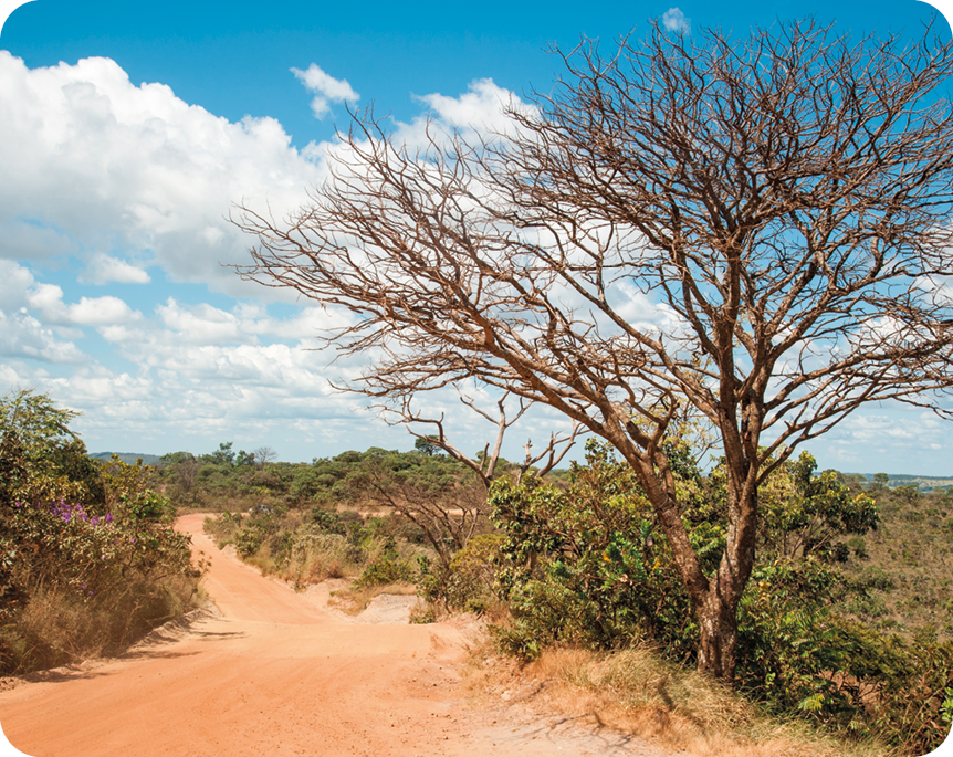Fotografia 2. Uma estrada de terra cercada por árvores e arbustos. Há uma árvore seca à direita.