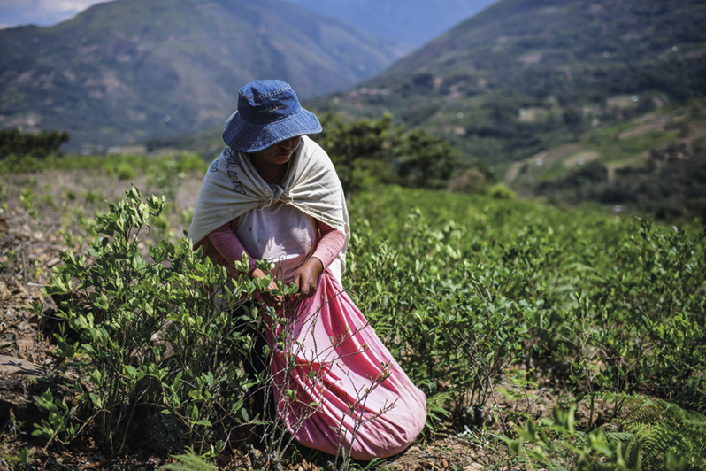 Fotografia. Mulher de chapéu com um tecido sobre os ombros. Ela está em meio a uma vasta plantação colhendo folhas e carregando um saco rosa.