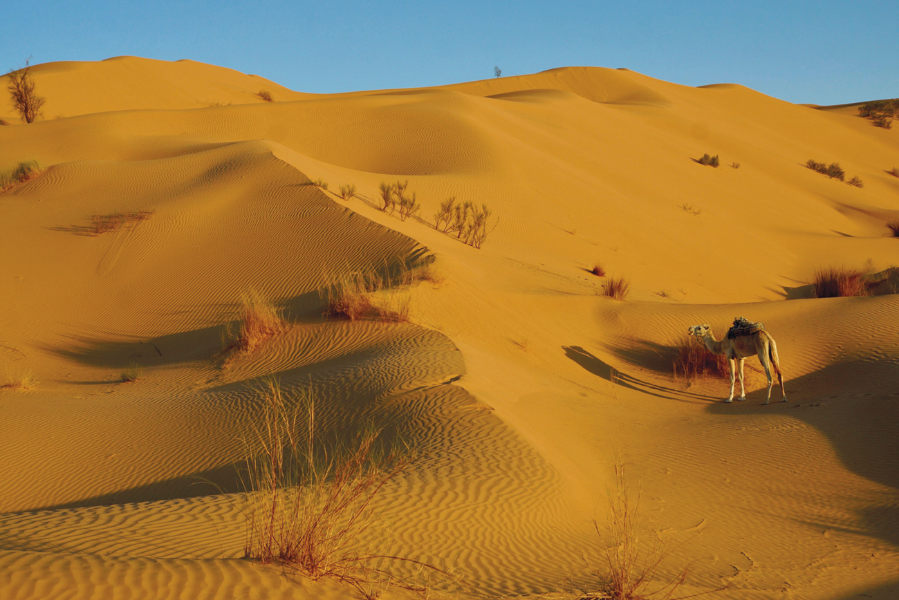 Fotografia. Dunas de areia com um camelo e algumas plantas secas.