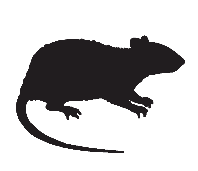 Ilustração. Um rato grande.